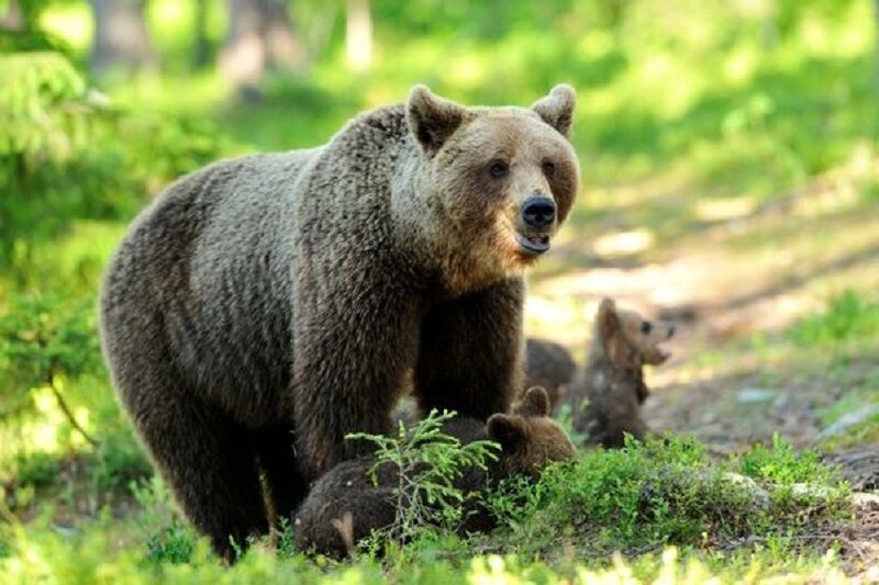 تشدید حفاظت از زیستگاه خرس قهوه‌ای در خراسان‌شمالی