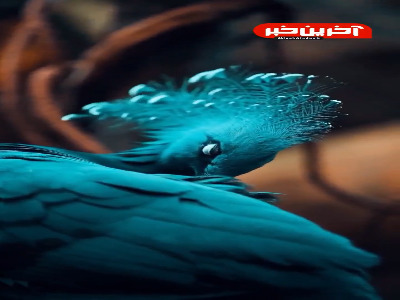 از شگفتی های آفرینش کبوتر تاجدار ویکتوریا
