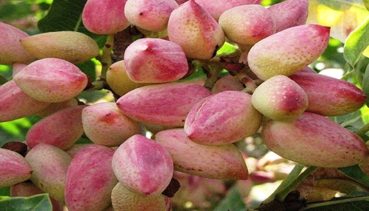 پیش‌بینی برداشت بیش از دو هزار تن محصول پسته در اسکو