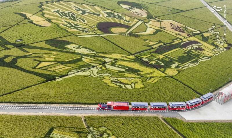 تصویر هوایی از مزارع زیبا در چین