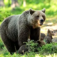 تشدید حفاظت از زیستگاه خرس قهوه‌ای در خراسان‌شمالی