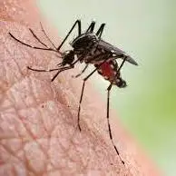 شناسایی اولین مورد مثبت «مالاریا» در نیشابور