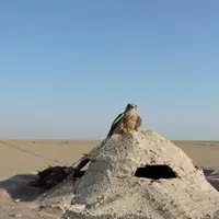 ۵۰ کوخه زنده‌گیری پرندگان شکاری در استان بوشهر تخریب شد