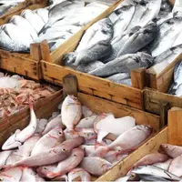 افزایش قیمت ماهی در میادین میوه و تره بار تهران