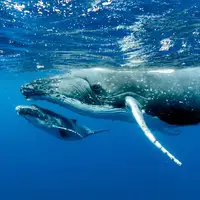 نبرد شدید بین نهنگ‌های قاتل و گوژپشت