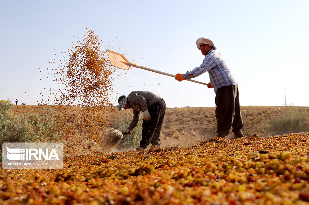 عکس/ کشمش تیزآبی شهرستان خرمدره