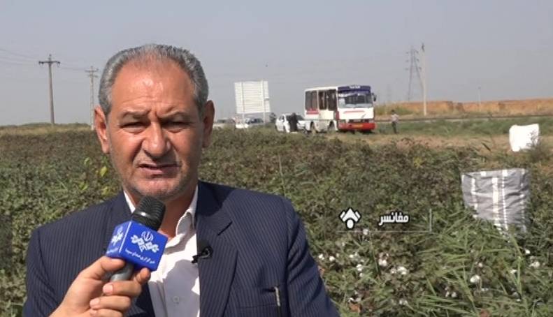 آغاز برداشت پنبه در «مغانسر»