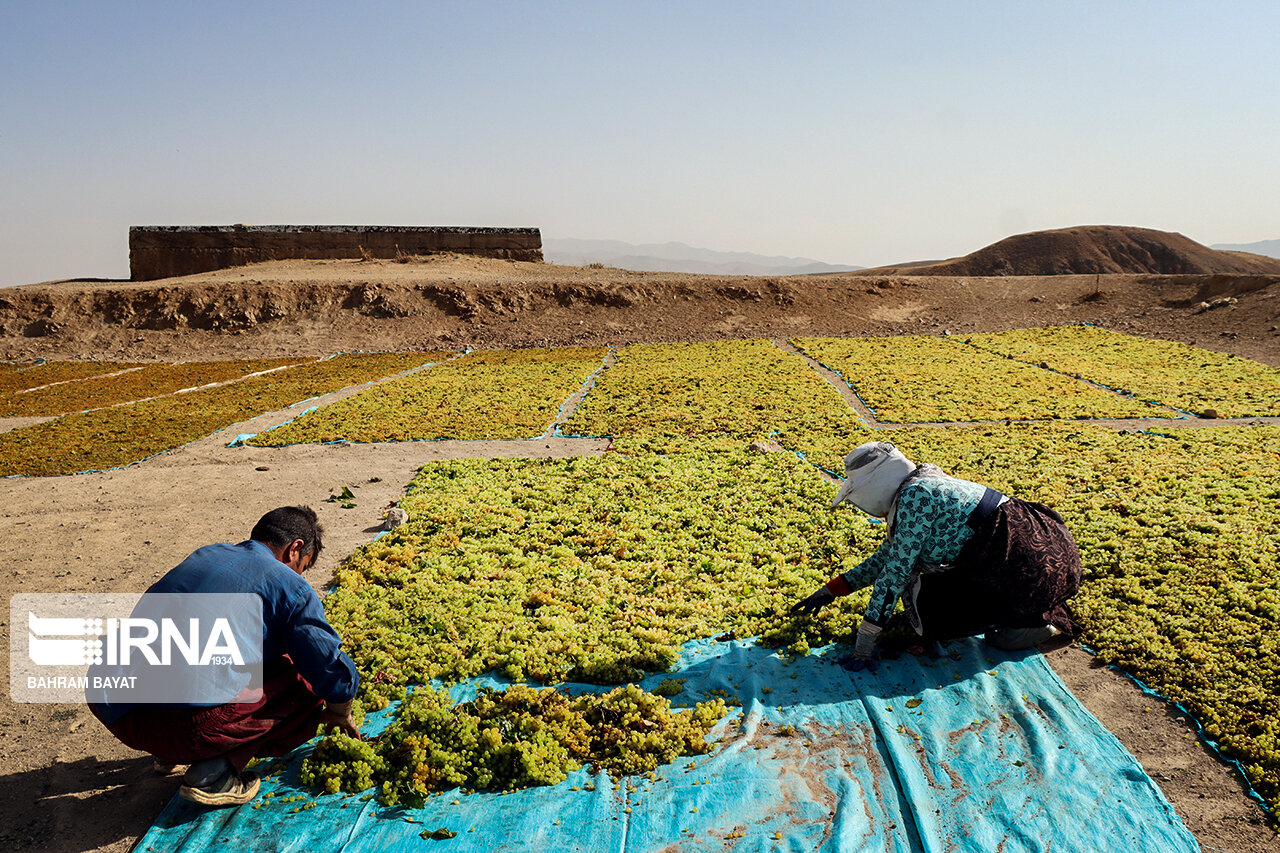 عکس/ کشمش تیزآبی شهرستان خرمدره