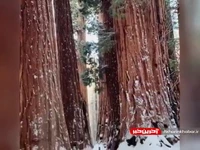 ارتفاعات درختان باورنکردنی در کالیفرنیا