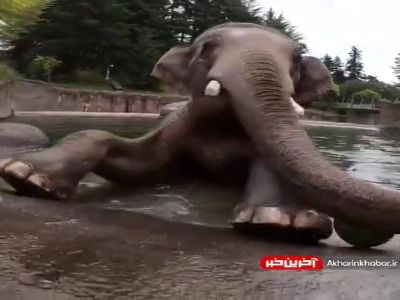 هیچ کس نمی تونه نسبت به هندوانه بی تفاوت باشه