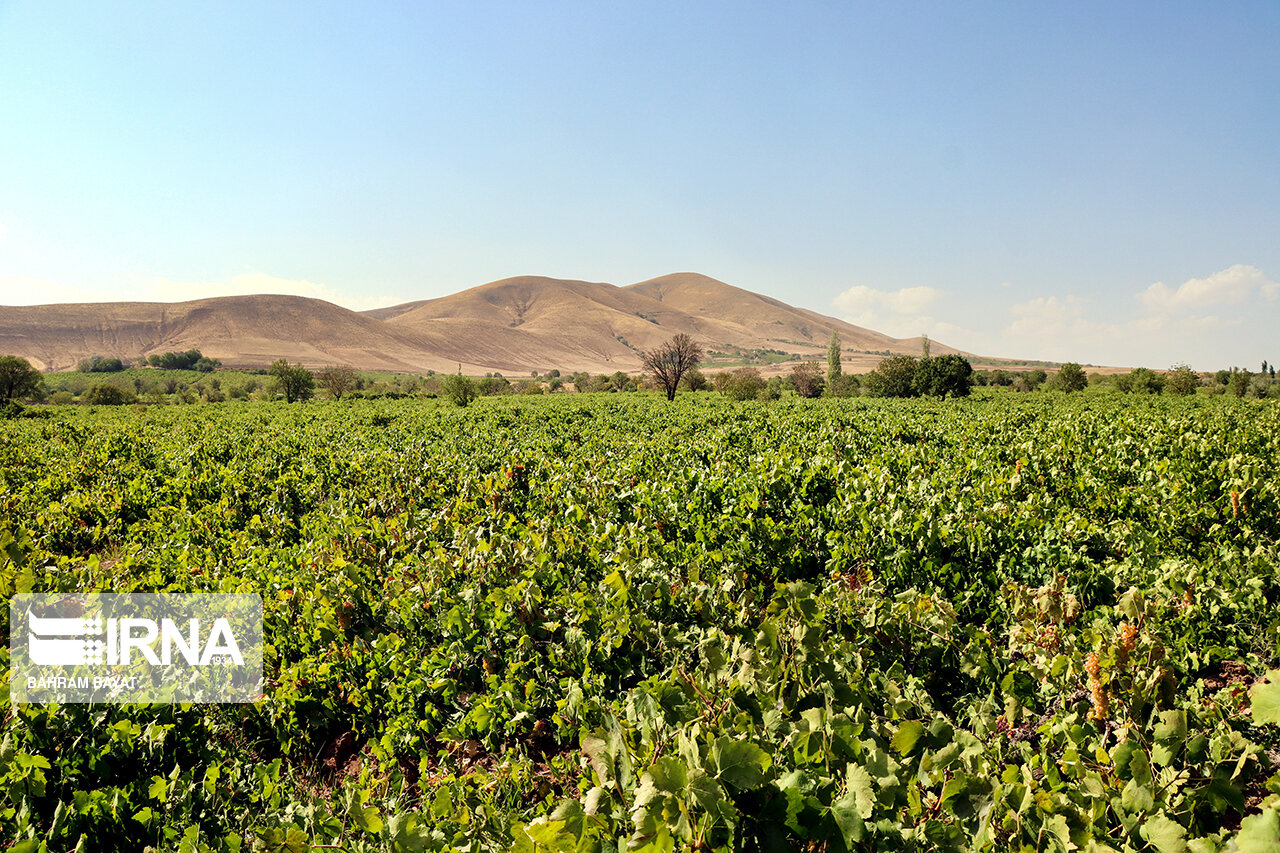 عکس/ کشمش تیزآبی شهرستان خرمدره