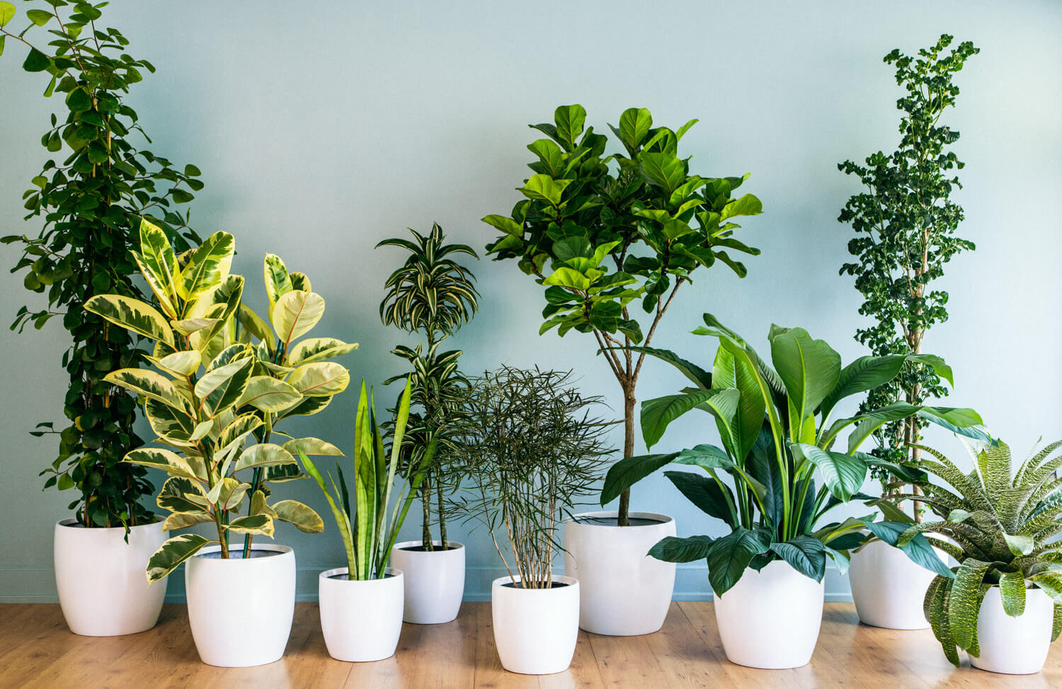 بهترین گیاهان آپارتمانی را بشناسید