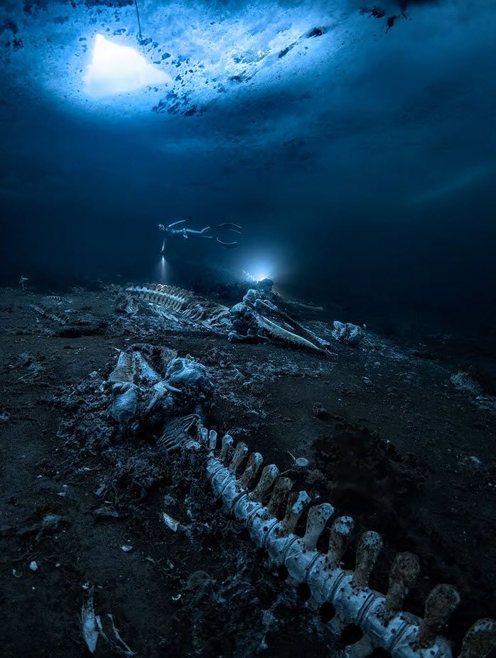 برترین عکس‌های زیر آب در سال ۲۰۲۲