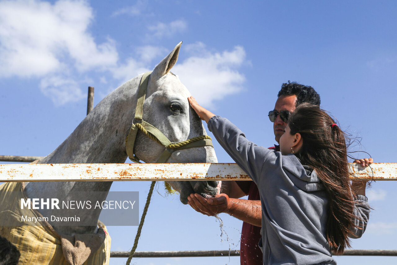 عکس/ همایش ملی اسب های اصیل ترکمن