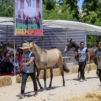 جشنواره ملی زیبایی اسب اصیل ترکمن در بجنورد آغاز شد