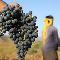 برداشت حدود ۴۰ هزار تن انگور امسال در سیستان‌وبلوچستان