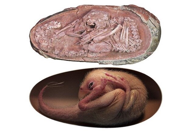 کشف عجیب فسیل تقریبا سالم جنین دایناسور در تخم