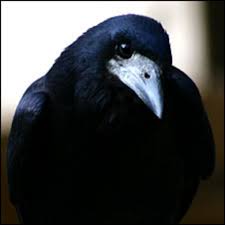 هوش کلاغ ها رو دست کم نگیرین!