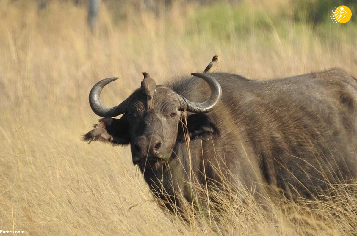 گوساله گاومیش به دنبال شیر نر!