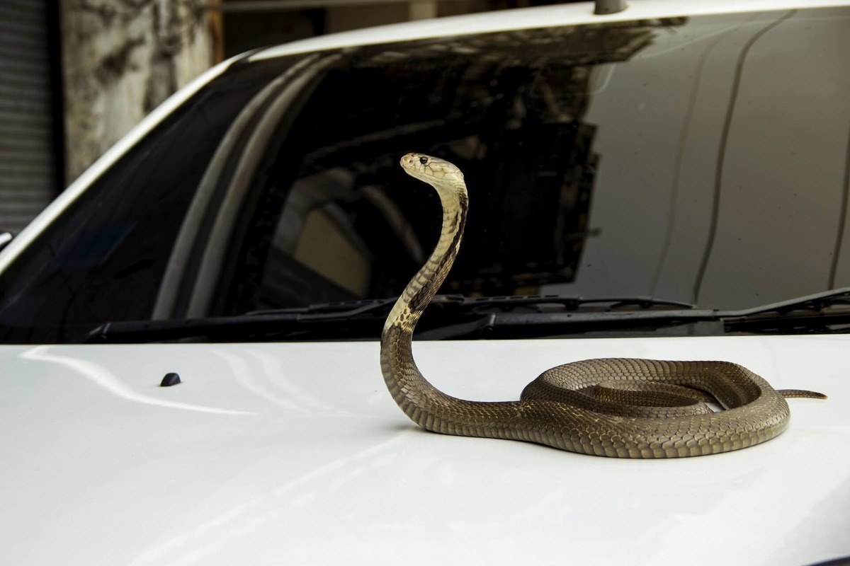 تلاش مار برای ورود به خودروی در حال حرکت!