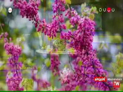 نماهنگ قطعه زیبای «گل محمدی» با صدای علیرضا افتخاری