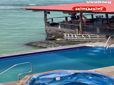 وقتی شیر دریایی هوس آفتاب گیری میکنه