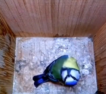 یکی از خارق‌العاده‌ترین ویدیوهای طبیعت