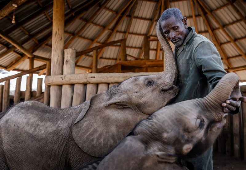 بچه فیل های یتیم در آغوش نگهبان حیات وحش در کنیا