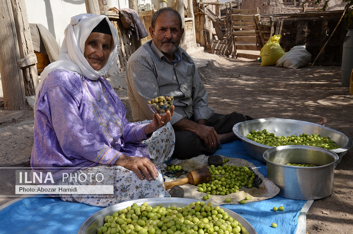 برداشت زیتون در رودبار گیلان