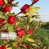 پیش‌بینی برداشت ۲۰ تن چای ترش از زمین‌های کشاورزی خوزستان