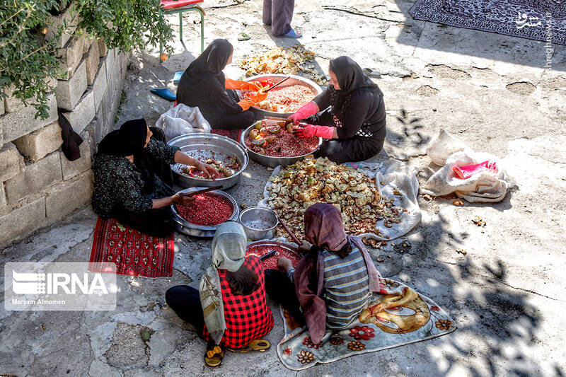 عکس/ برداشت انار در روستای دوپلان