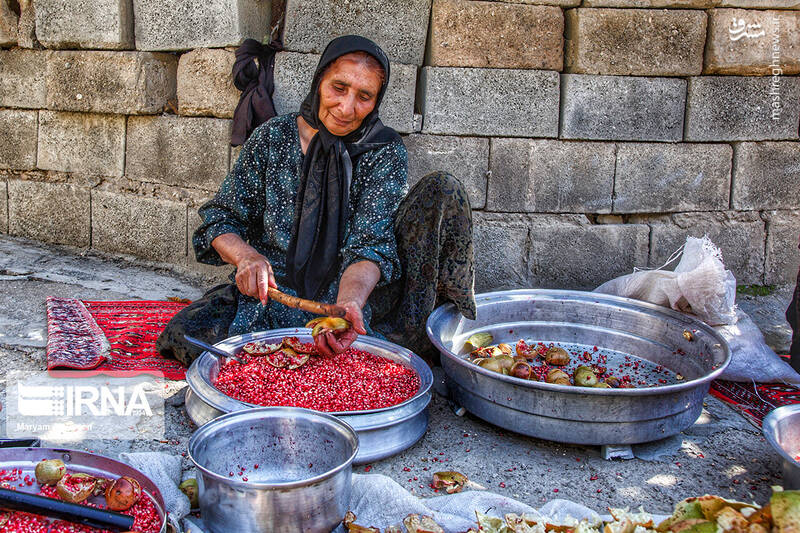 عکس/ برداشت انار در روستای دوپلان