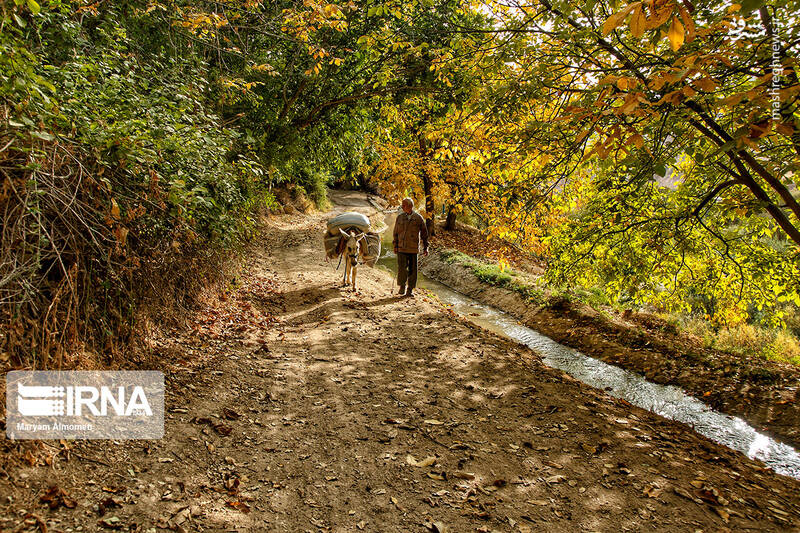 عکس/ برداشت انار در روستای دوپلان