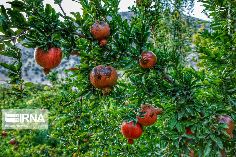 عکس/ برداشت انار در روستای دوپلان