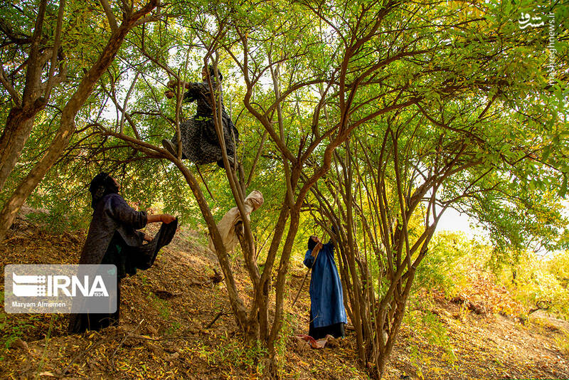 عکس/ برداشت انار در روستای دوپلان