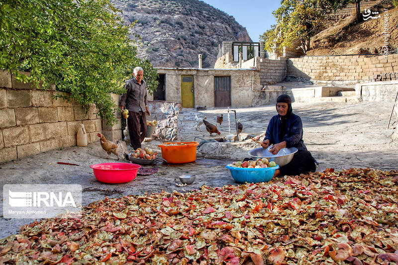 عکس/ برداشت انار در روستای دوپلان