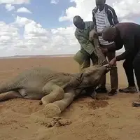 مرگ ۲۰۰ فیل بر اثر خشکسالی در کنیا