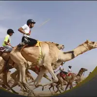 مسابقه شترسواری در روستای «گورزین» قشم
