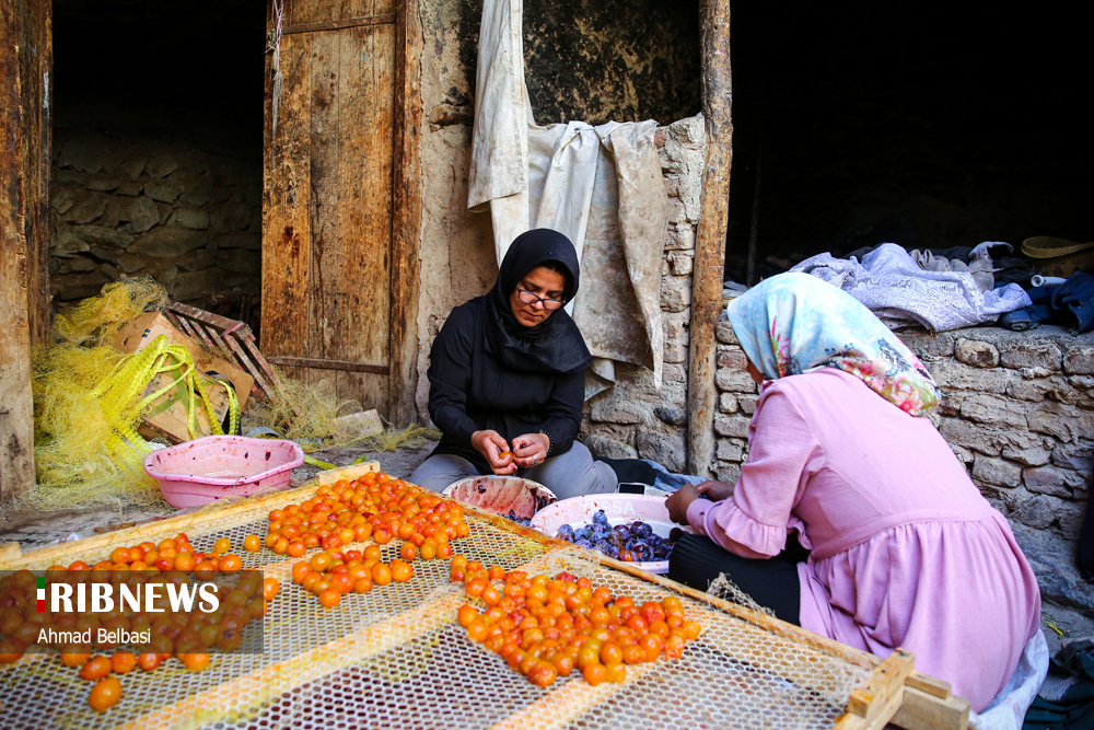 عکس/ شهر خور؛ پایتخت آلوی ایران