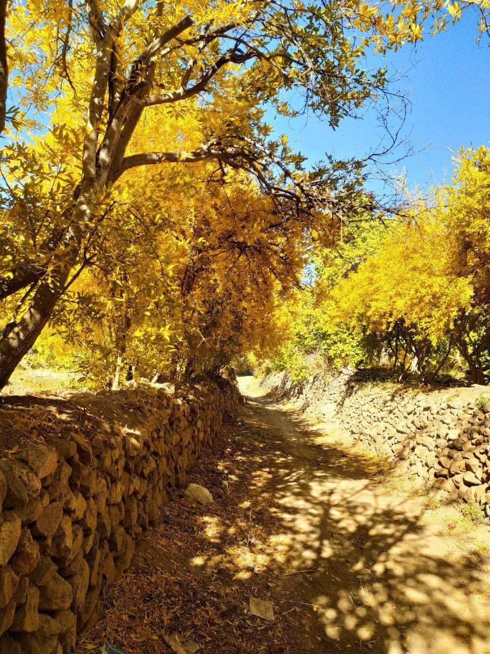 طبیعت پاییزی روستای داوران در شهرستان رفسنجان 