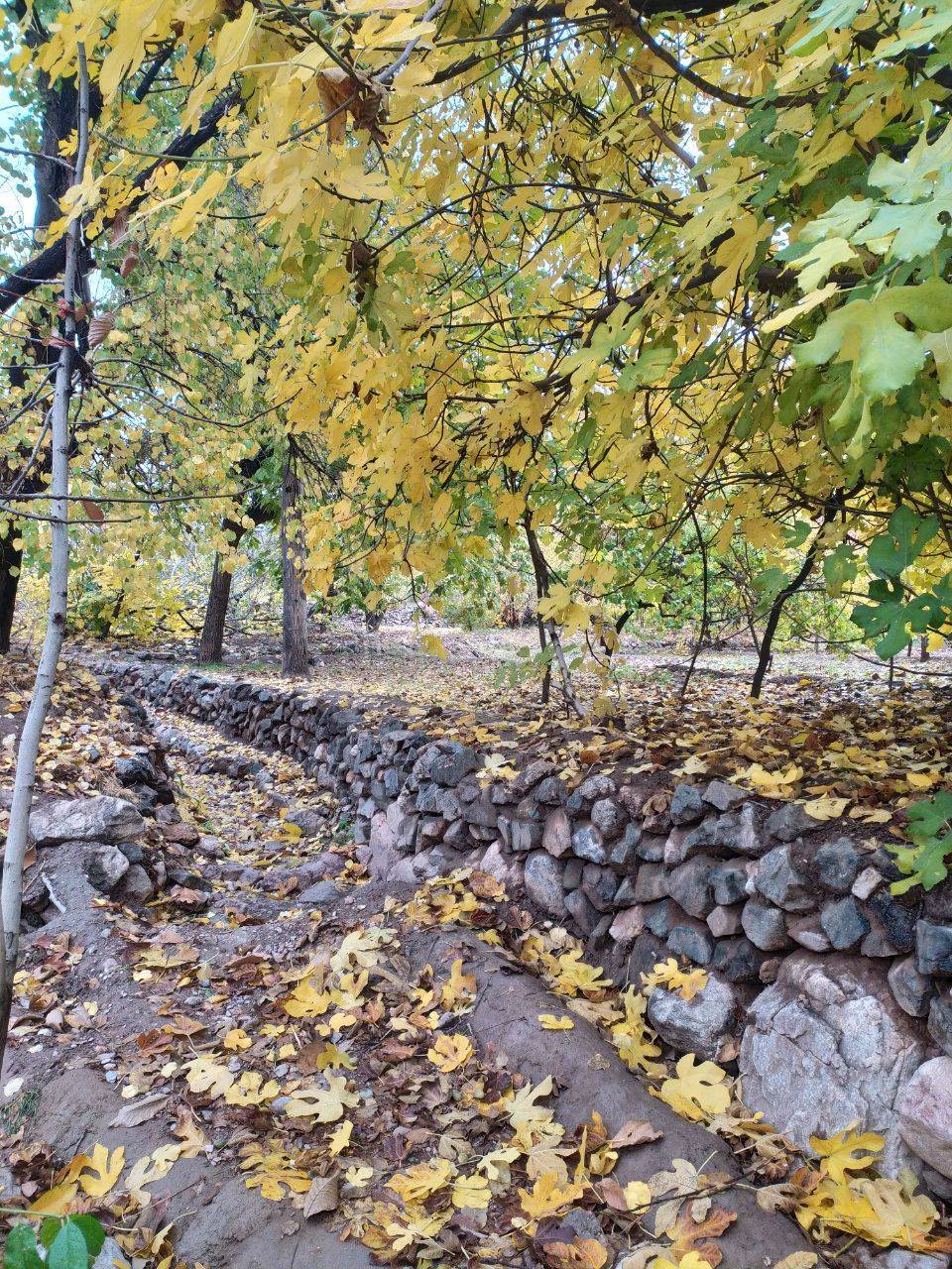 طبیعت پاییزی روستای داوران در شهرستان رفسنجان 