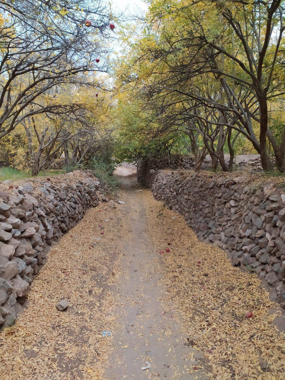 طبیعت پاییزی روستای داوران در شهرستان رفسنجان 