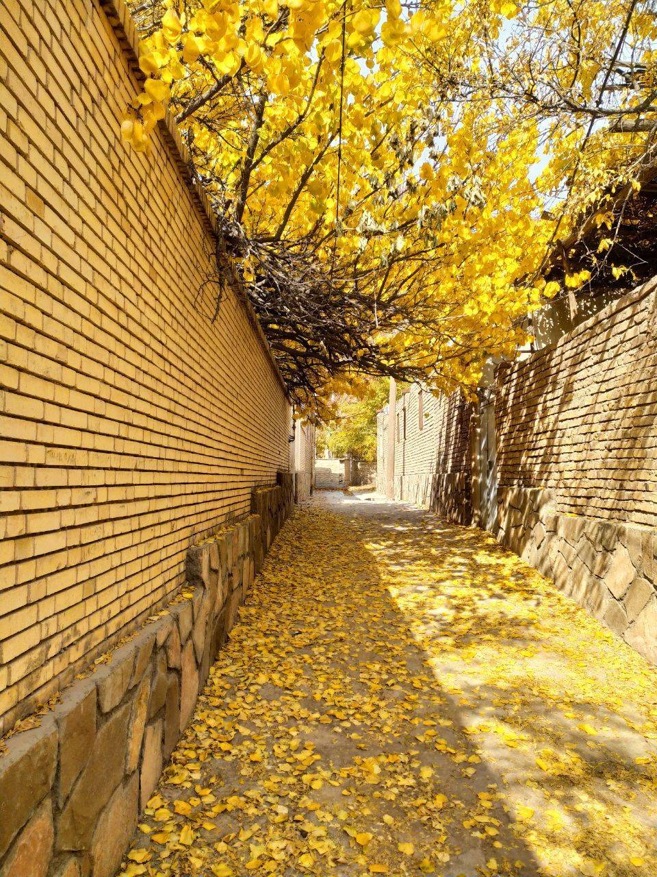 طبیعت پاییزی روستای داوران در شهرستان رفسنجان 