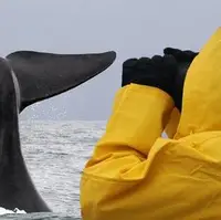 نهنگ بیت‌کوین بعد از ۱۱ سال از خواب بیدار شد!