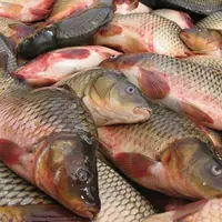 هشدار دامپزشکی کردستان: از فروشندگان دوره‌گرد ماهی نخرید