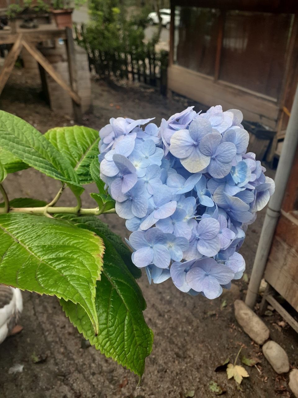 طبیعت بکر و زیبای جنگل دالخانی در رامسر