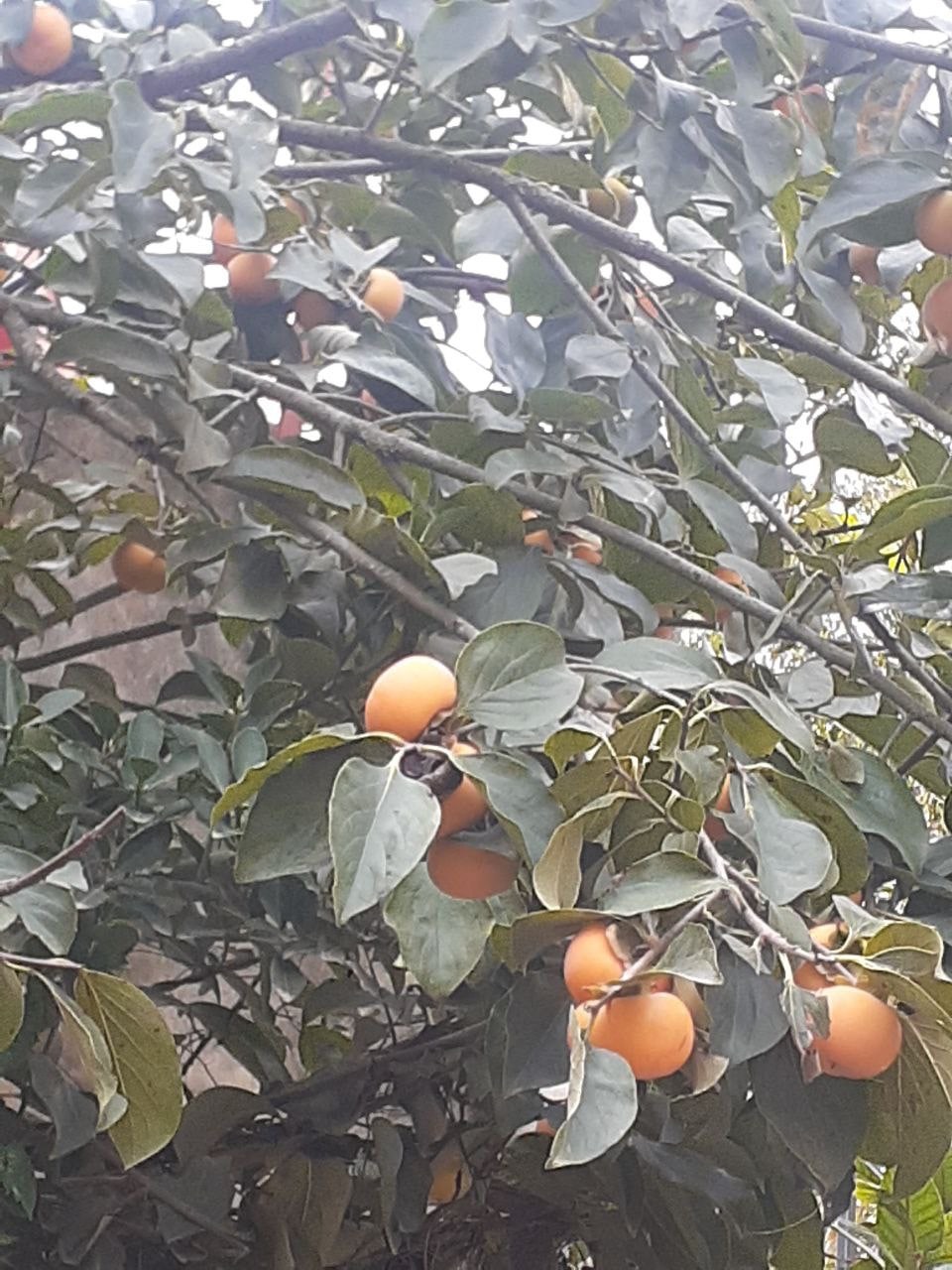 طبیعت بکر و زیبای جنگل دالخانی در رامسر