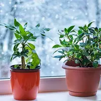 ۸ نکته‌ی مهم برای مراقبت زمستانی از گیاهان آپارتمانی