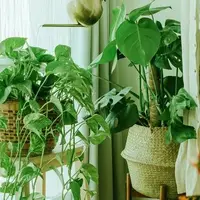 زمستان گذرانی با گیاهان آپارتمانی