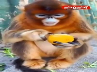 نارنگی خوردن جالب میمون